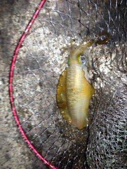 蒲入でエギングでアオリ・ショアジギングでカマスの釣果