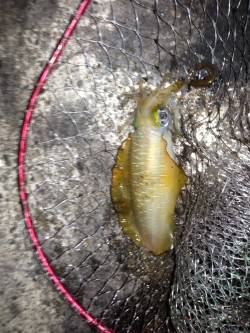 蒲入でエギングでアオリ・ショアジギングでカ…