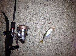 高速リトリーブで何とか・・淡輪のアジング釣果