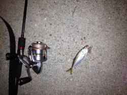 高速リトリーブで何とか・・淡輪のアジング釣…