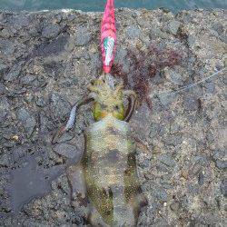 舞洲アジング　バイトしまくりで入れ食いでした♪