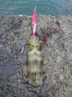 舞洲アジング　バイトしまくりで入れ食いでした♪