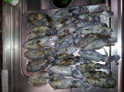 伊根の地磯周りのエギング釣行