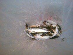 兵突でアジサビキ&タチウオワインド