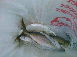 南芦屋浜　ウキ釣りでタチウオ狙い　ノマセで青物狙い釣行