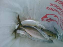 南芦屋浜　ウキ釣りでタチウオ狙い　ノマセで…