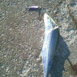 西宮浜　ワインドのタチウオ不発も、ジグにサゴシがヒット