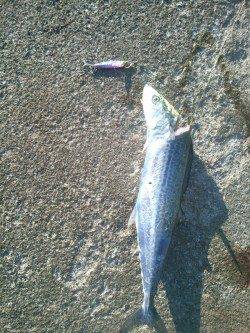 西宮浜　ワインドのタチウオ不発も、ジグにサゴシがヒット