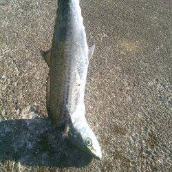 西宮浜　ワインドのタチウオ不発も、ジグにサゴシがヒット