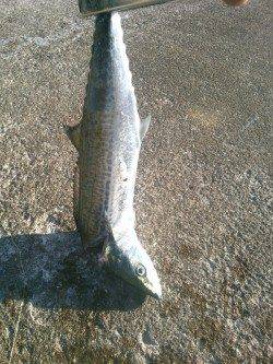 西宮浜　ワインドのタチウオ不発も、ジグにサゴシがヒット