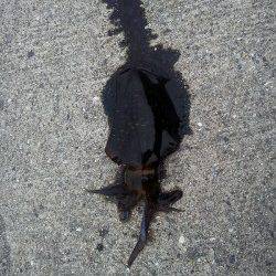 淡輪ヨットハーバー　エギングのアオリはリリース含めの数釣り