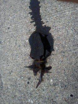 淡輪ヨットハーバー　エギングのアオリはリリース含めの数釣り