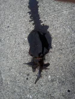 淡輪ヨットハーバー　エギングのアオリはリリ…