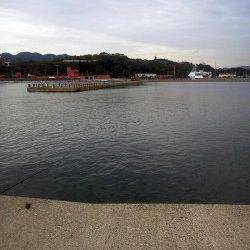 淡輪ヨットハーバー　エギングのアオリはリリース含めの数釣り