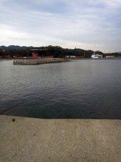 淡輪ヨットハーバー　エギングのアオリはリリース含めの数釣り