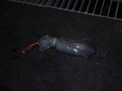 とっとパーク小島 昼間のサビキで小アジ&夕方からのエギングでアオリイカ