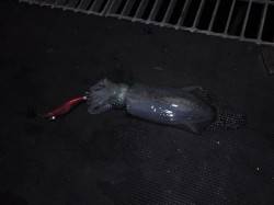 とっとパーク小島　昼間のサビキで小アジ＆夕…