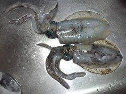 とっとパーク小島 昼間のサビキで小アジ&夕方からのエギングでアオリイカ