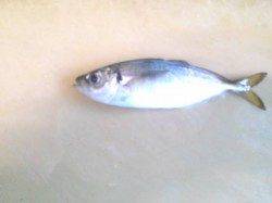 南港で早い潮の中タチウオ・アジをなんとかキープ