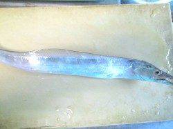 南港で早い潮の中タチウオ・アジをなんとかキープ