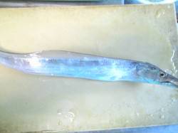 南港で早い潮の中タチウオ・アジをなんとかキ…