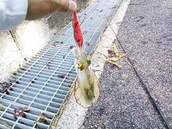 小島でエギングの釣果