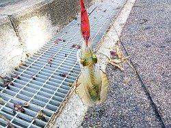 小島でエギングの釣果