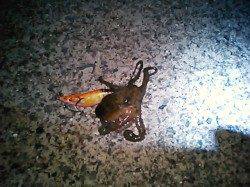 磯ノ浦にてエギング・・・釣果はタコのみ(>_<)