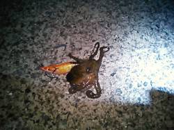 磯ノ浦にてエギング・・・釣果はタコのみ(&…