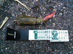 小島でのエギング釣果