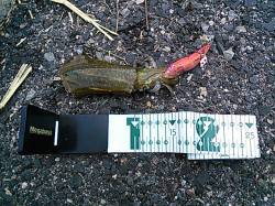 小島でのエギング釣果