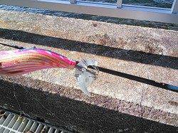 小島でのエギング釣果