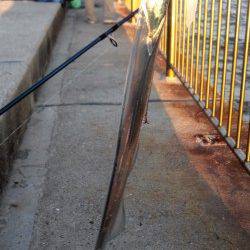 南芦屋浜でタチウオワインド