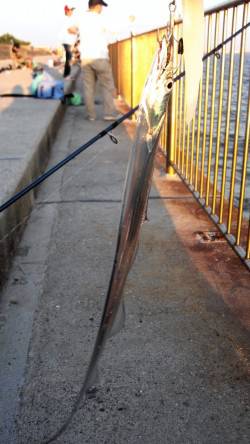 南芦屋浜でタチウオワインド