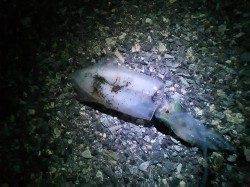 林崎漁港でのナイトエギング釣果