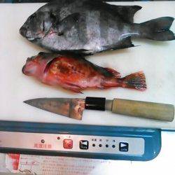 淡路島メガフロート海釣り公園、最大24cmのカワハギなどの釣果