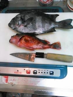 淡路島メガフロート海釣り公園、最大24cm…