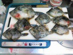 淡路島メガフロート海釣り公園、最大24cmのカワハギなどの釣果