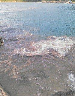 柴山港でのエギング釣果、最大胴長14cmのアオリ