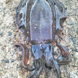 柴山港でのエギング釣果、最大胴長14cmのアオリ