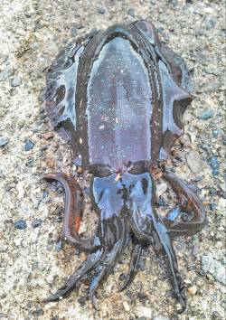 柴山港でのエギング釣果、最大胴長14cmの…