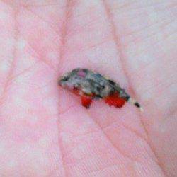 柴山港　墨族パープル/パープルでアオリ連発！