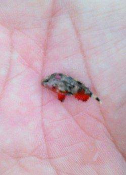 柴山港　墨族パープル/パープルでアオリ連発！