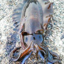 香美エリアのエギング釣果情報♪