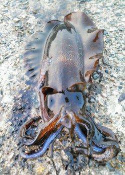 香美エリアのエギング釣果情報♪