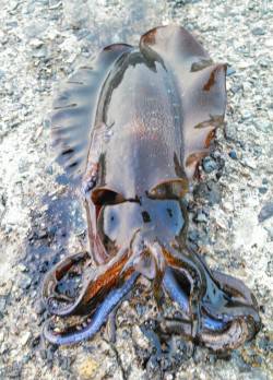 香美エリアのエギング釣果情報♪