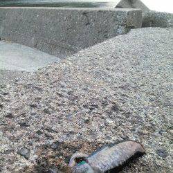 香美エリアのエギング釣果情報♪