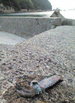 香美エリアのエギング釣果情報♪