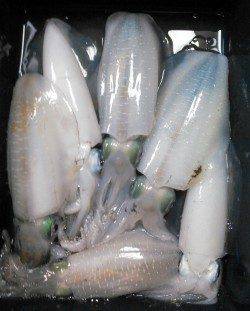 柴山港　墨族パープル/パープルでアオリ連発！