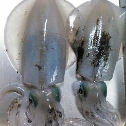 エギングランガン☆ええヒキめっちゃ楽しめました！